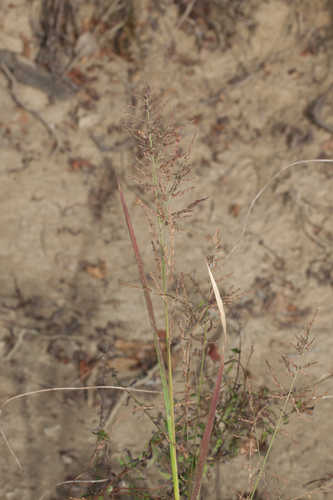 Panicum rigidulum #3